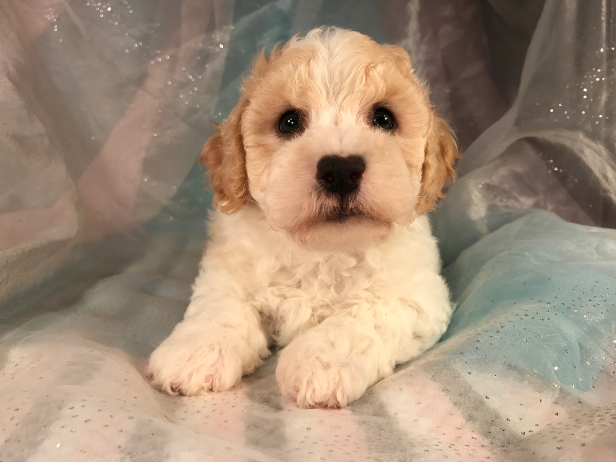 Bichon Poodle Breeder-Apricot and White Male Puppy